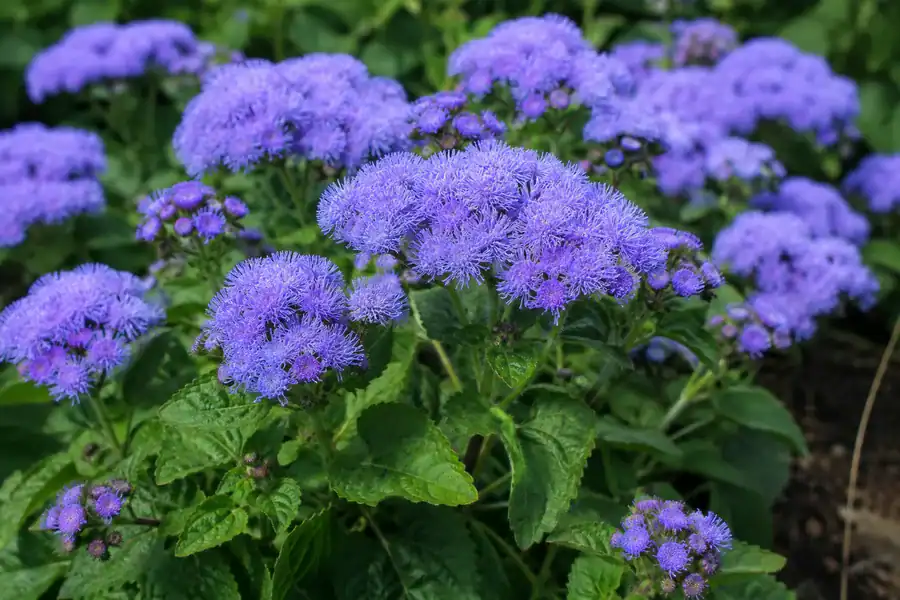 Агератум (Ageratum houstonianum) със сини пухести съцветия