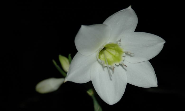 Амазонска Лилия (Eucharis grandiflora)