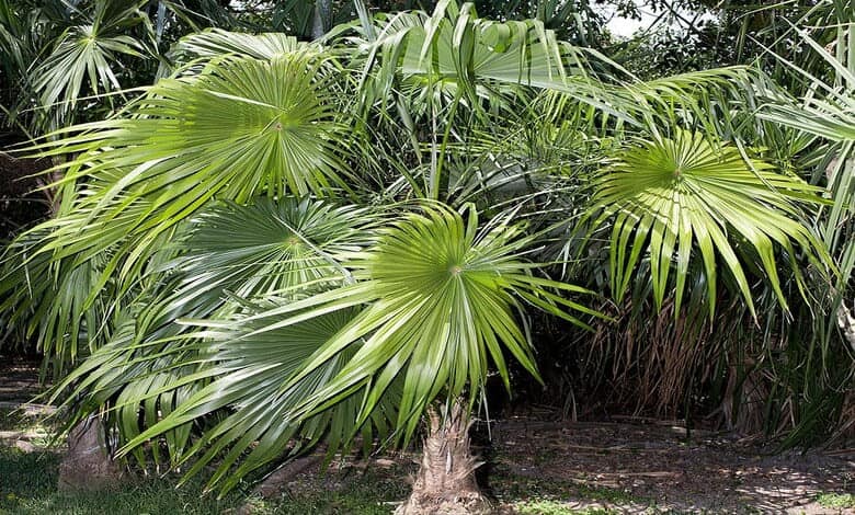 Coccothrinax