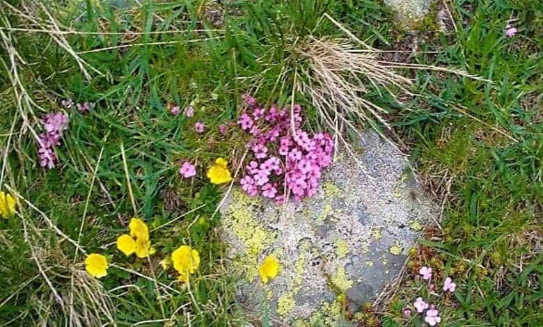 Дребнолюспест карамфил (Dianthus microlepis )