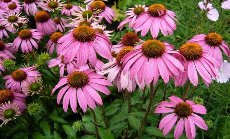 Ехинацея (Echinacea)