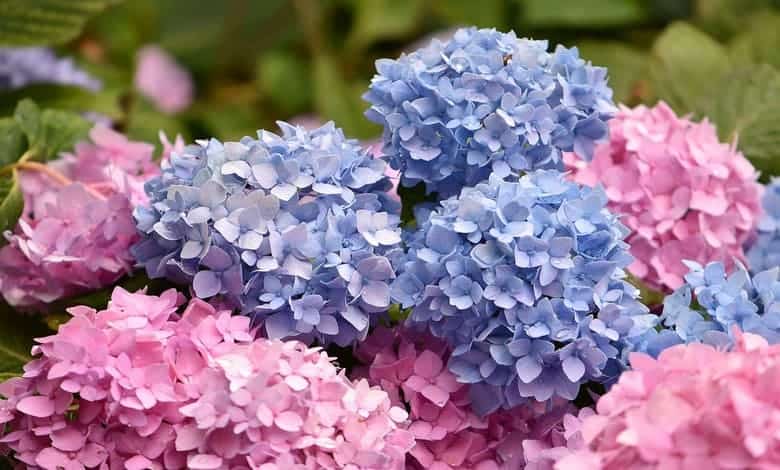 Хортензия (Hydrangea macrophylla)