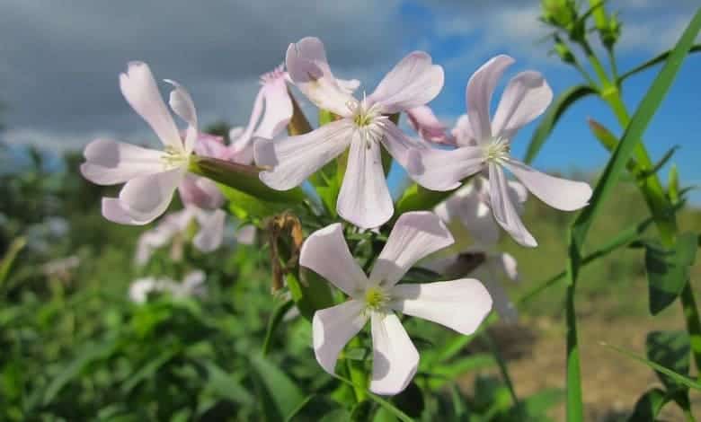 Сапунче (Saponaria officinalis)