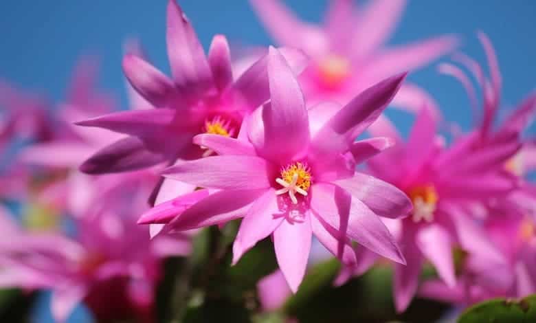 Коледниче (Schlumbergera)