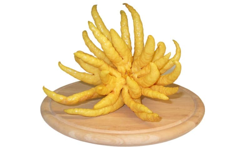 Buddha's hand
