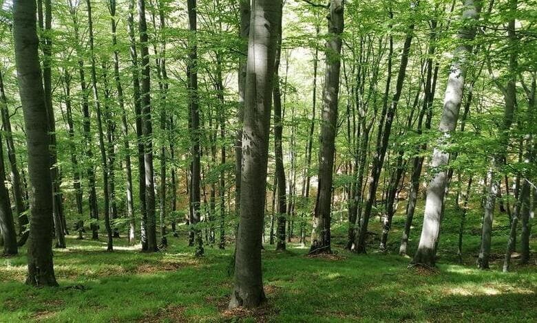 Златишка букова гора
