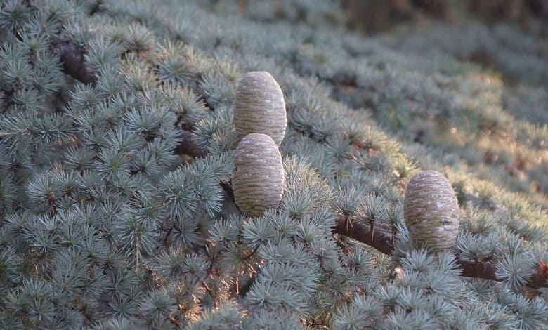 Атласки кедър (Cedrus atlantica)