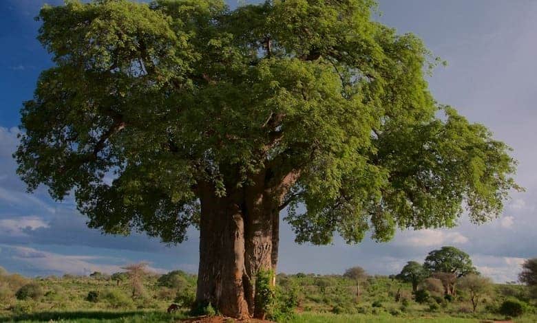 Баобаб (Adansonia digitata)