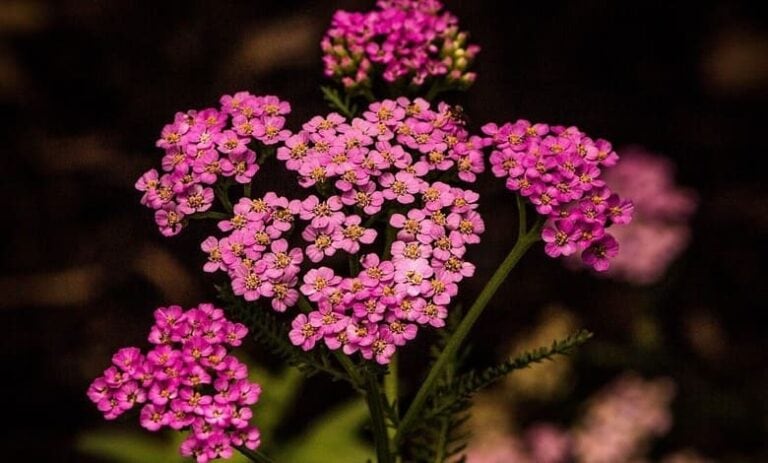 Achillea millefolium-2