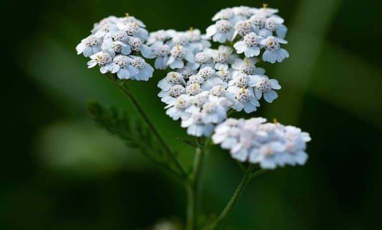 Achillea millefolium-3