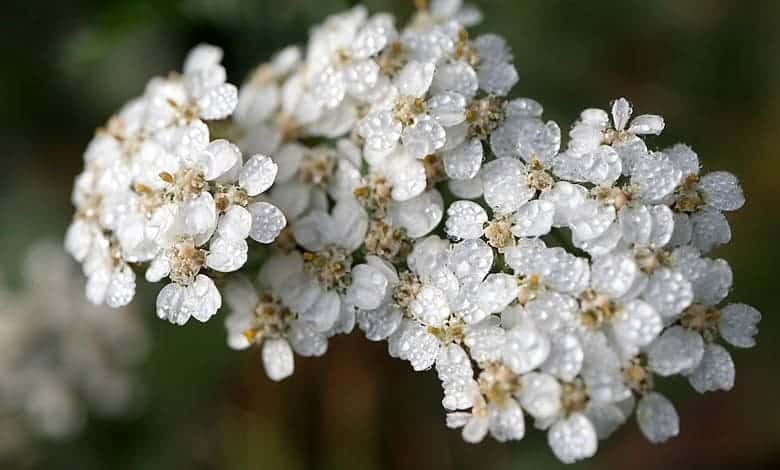 Езичестолистен равнец (Achillea lingulata)