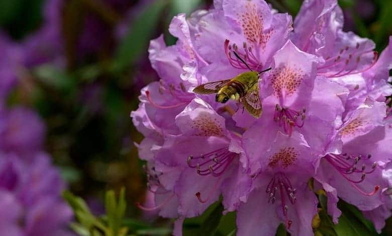 Странджанска зеленика (Rhododendron ponticum)