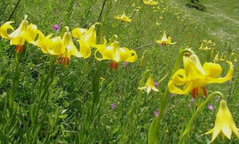 Родопски крем (Lilium rhodopaeum Delip.)