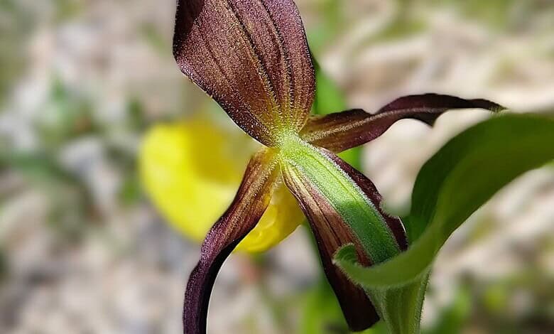 снимка на Cypripedium calceolus L. (Венерина обувка, Венерина пантофка)