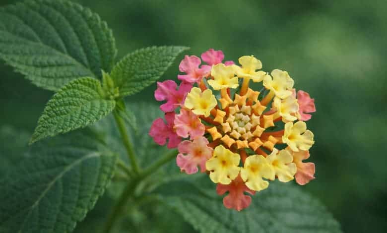 Лантана (Lantana camara) - розово-жълт цвят