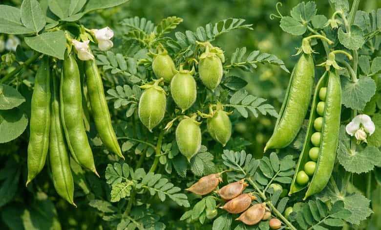 Бобови растения (Fabaceae) – шушулкови плодове и характерни листа