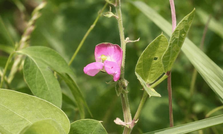 Phaseolus maculatus – растение