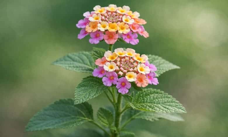 Род Lantana – характерни съцветия