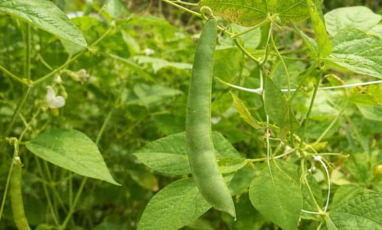 Тепари боб (Phaseolus acutifolius)