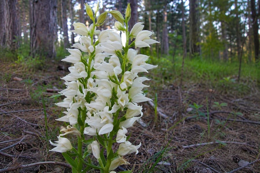 Дремников главопрашник (Cephalanthera epipactoides) - бяла горска орхидея в защитена местност Дупката