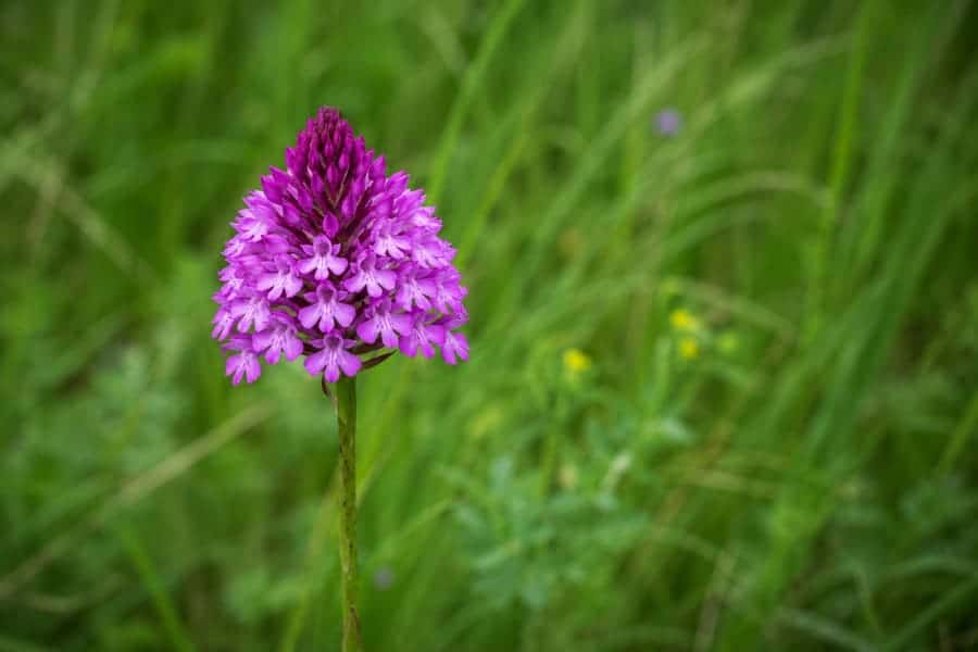 Обикновен анакамптис (Anacamptis pyramidalis) - пирамидална орхидея в защитена местност Дупката, Ивайловград