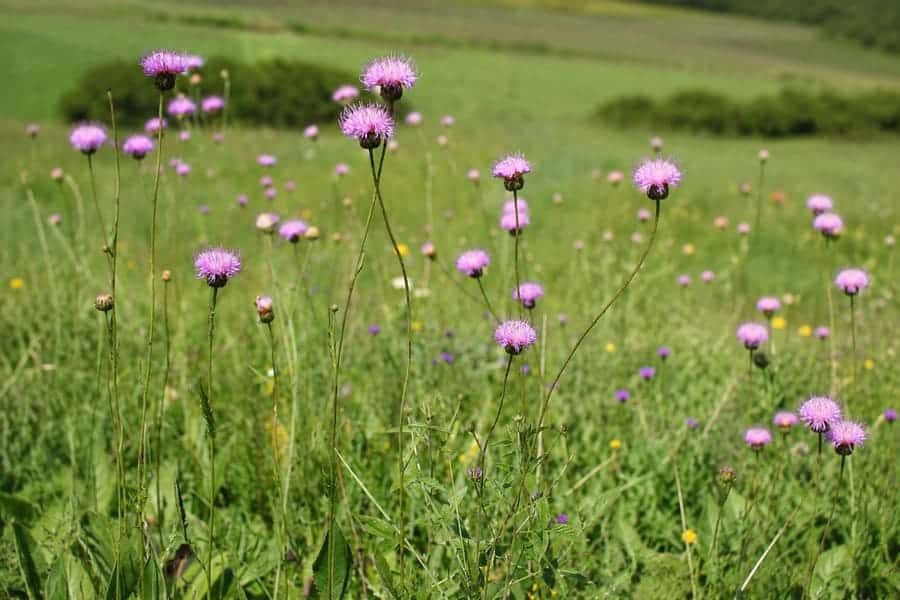 Български сърпец (Serratula bulgarica) - защитен вид в местност Степни съобщества край река Студена