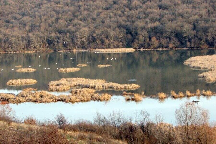 Защитена местност Устието на река Изворска - влажна зона с тръстика и водолюбиви птици