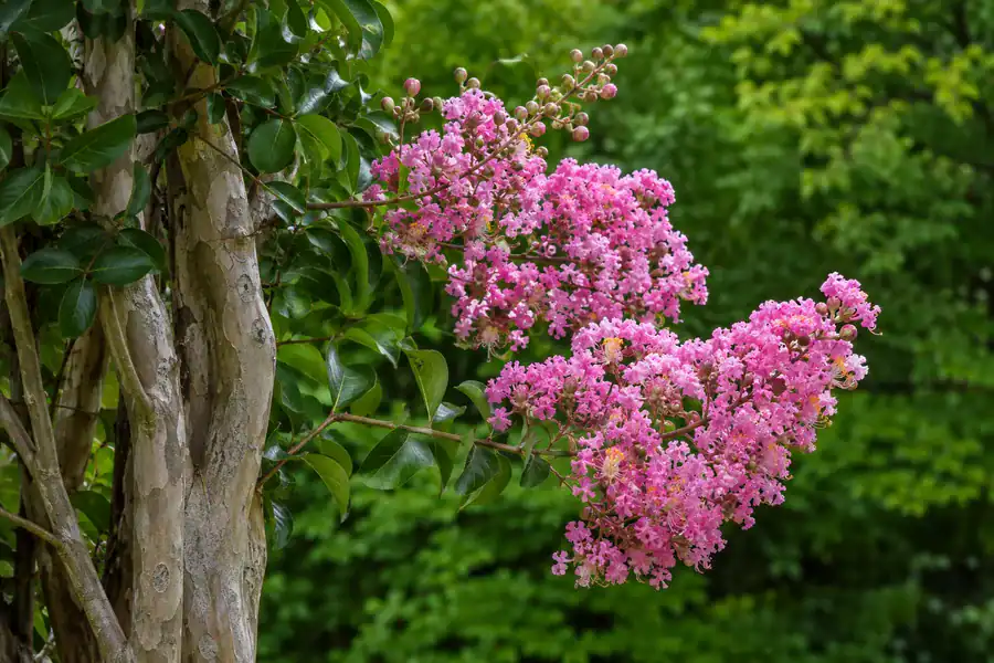 Род Лагерстремия, представен от цъфтяща Lagerstroemia indica