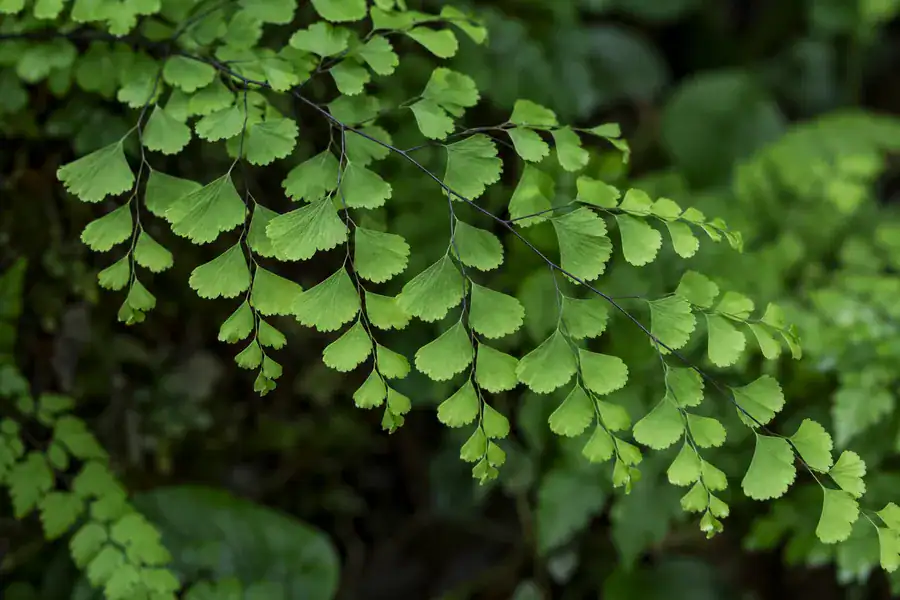 Венерини коси (Adiantum raddianum)